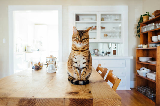 Why Natural Cat Treats Are Better for Sensitive Stomachs