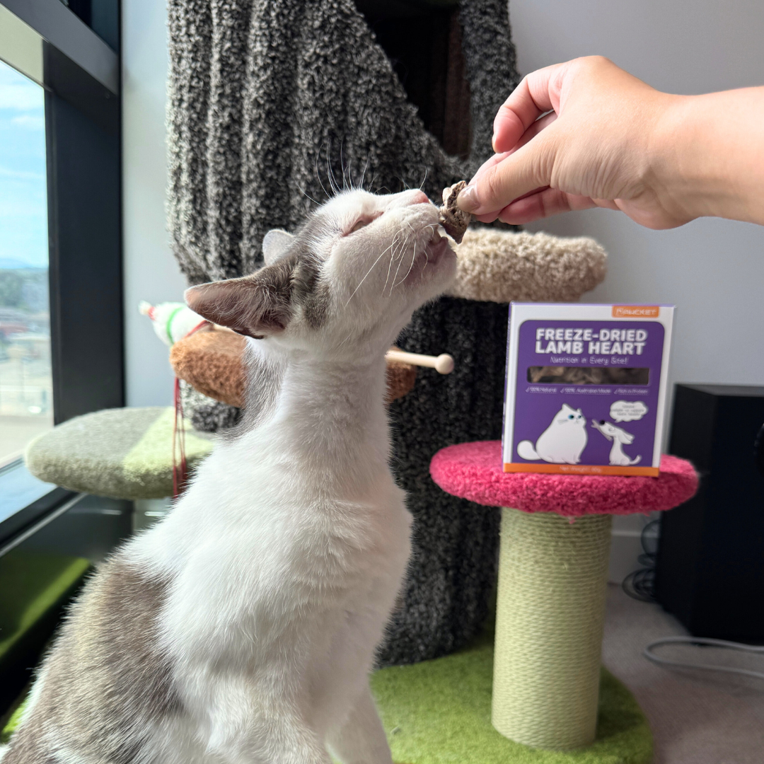Cat Favourite Starter Bundle – 2025 Limited Edition