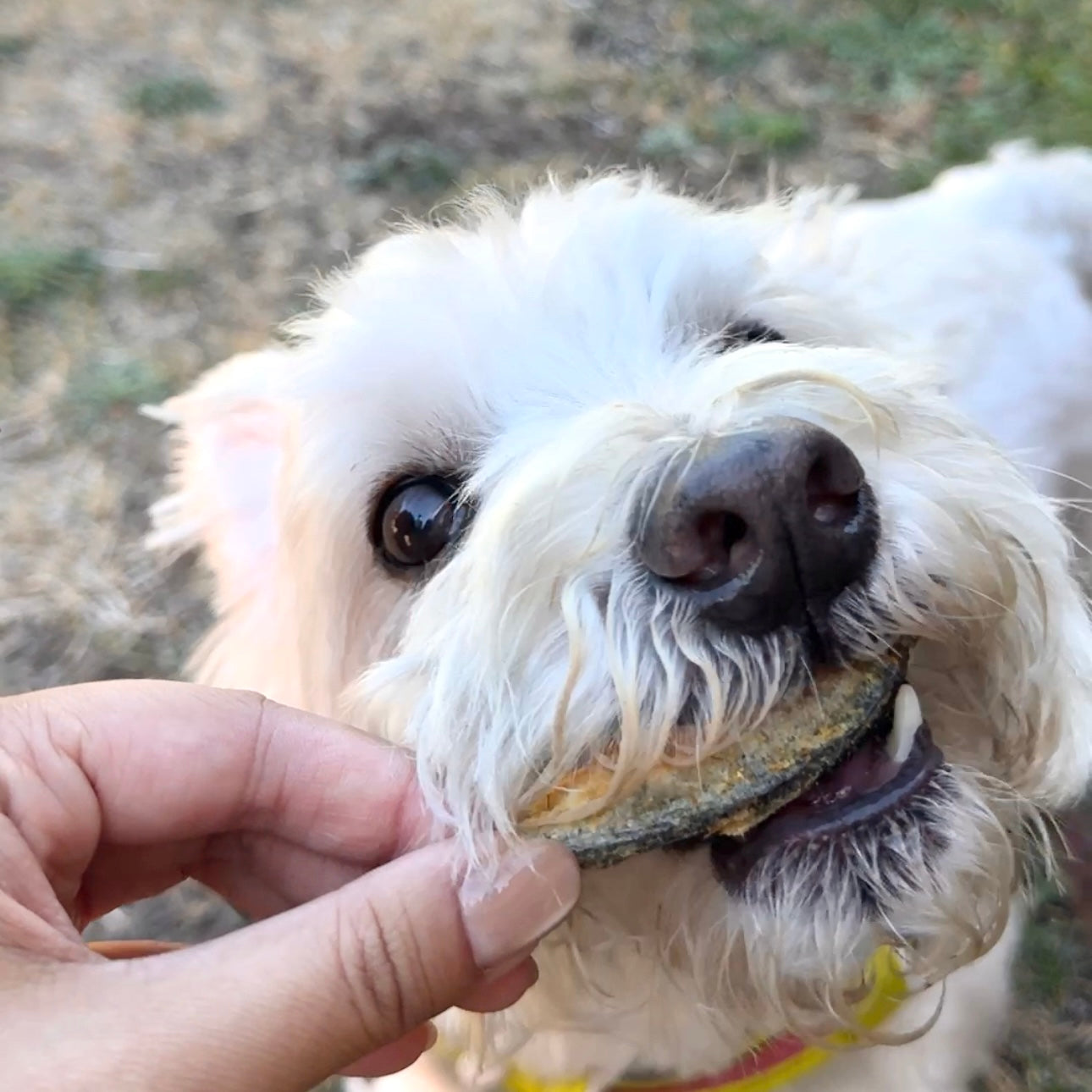 Freeze-Dried Raw Finger Salmon | Dog and Cat Treat