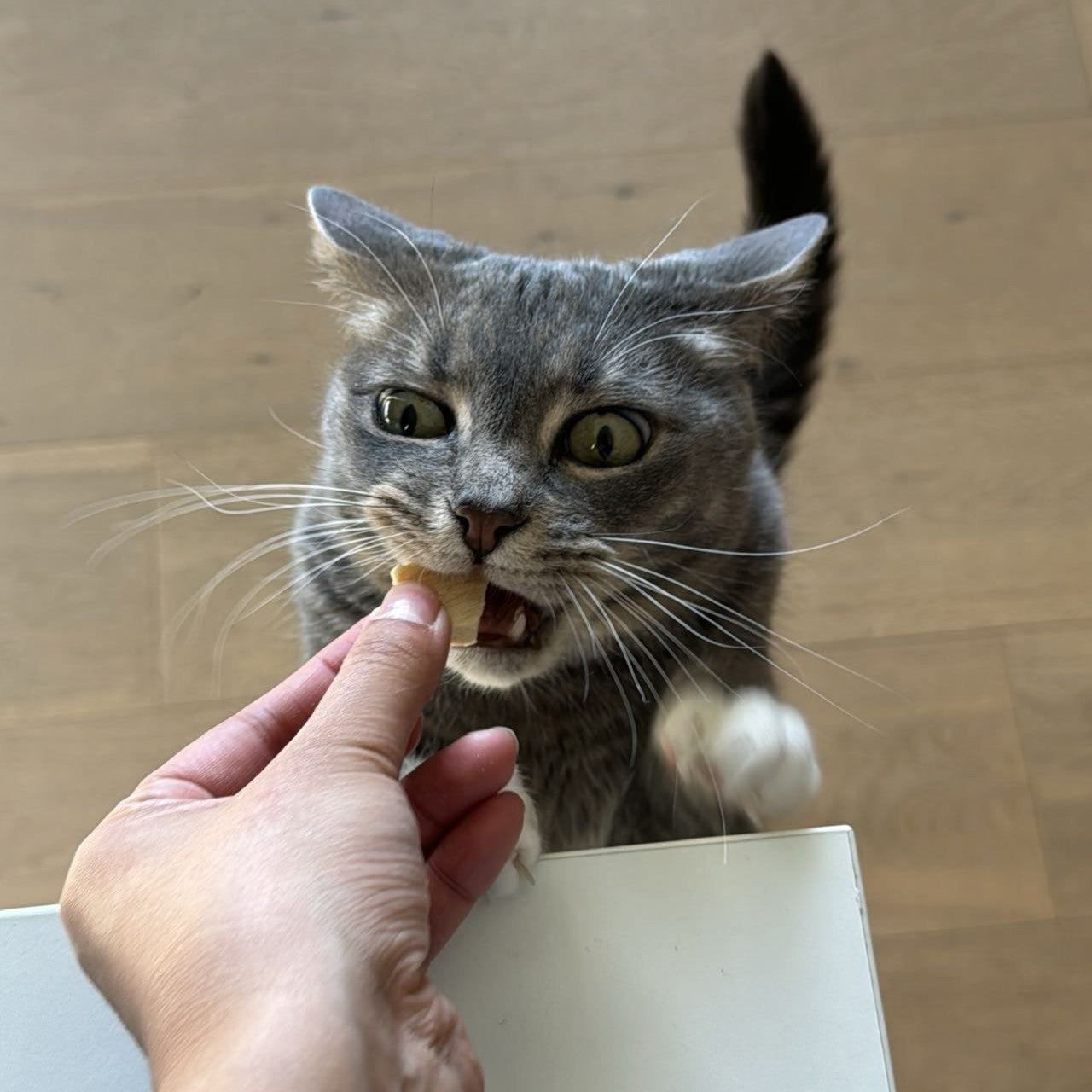 Cat Favourite Starter Bundle – 2025 Limited Edition