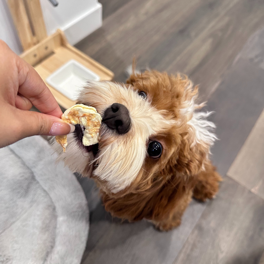 Why Freeze-Dried Prawns Are the Ultimate Cat Treat (and Perfect for Travel Too!)
