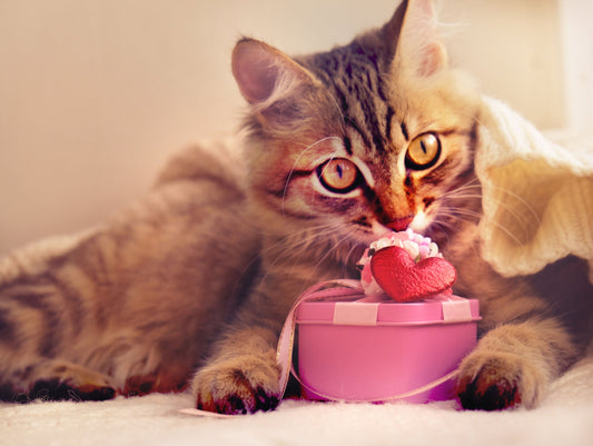 Pink Treats for Your Fur-ever Valentine: The Healthiest Valentine’s Treats for Dogs & Cats
