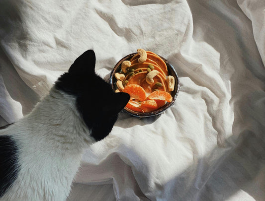 Pet Nutrition 101: Understanding Your Pet’s Dietary Needs