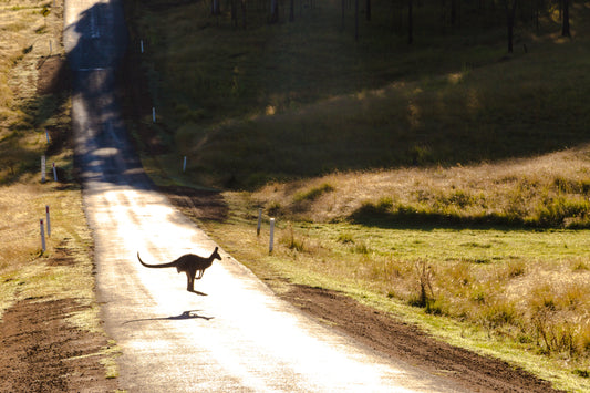 A Taste of Australia: Exploring Unique Ingredients in Pet Nutrition