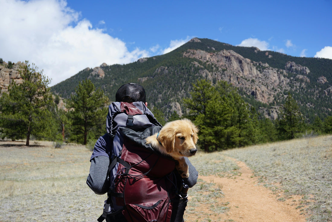 The Ultimate Guide to Travel-Friendly Pet Treats