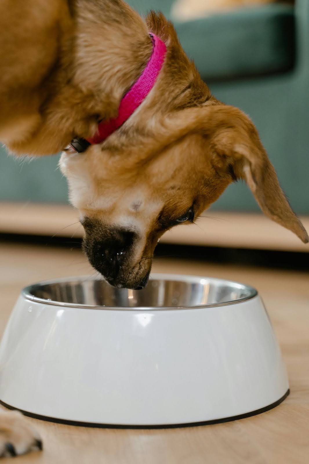 The Science Behind Freeze-Drying: Ensuring Nutrient-Rich Treats for Your Pets